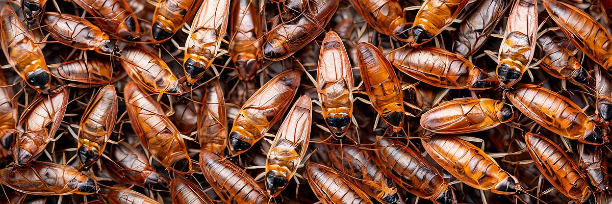 disinfection_1200x400