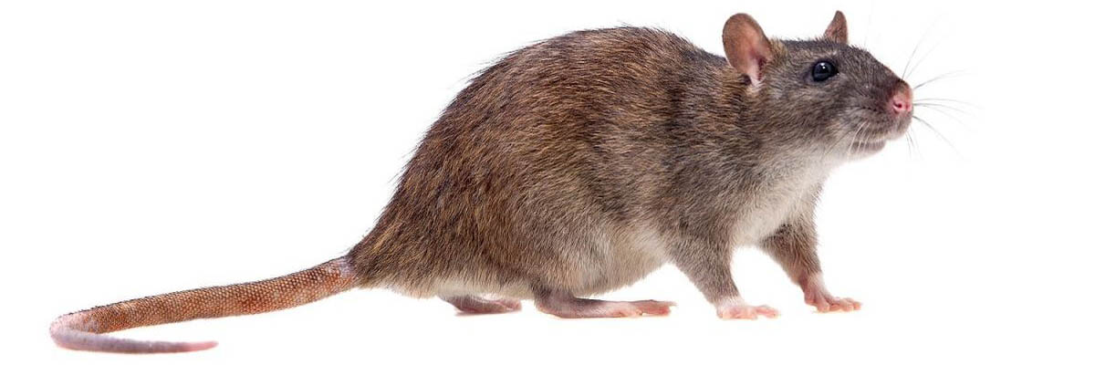 norway rat_1200x400